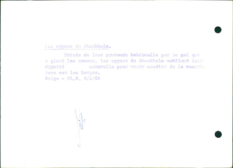 Swans in the cold - Vintage Photograph