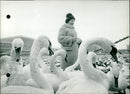 Swans in the cold - Vintage Photograph