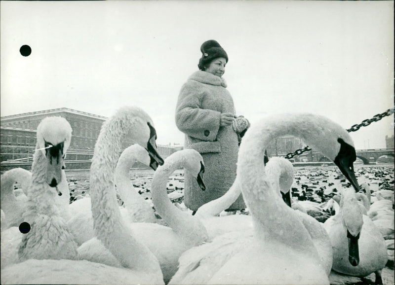 Swans in the cold - Vintage Photograph