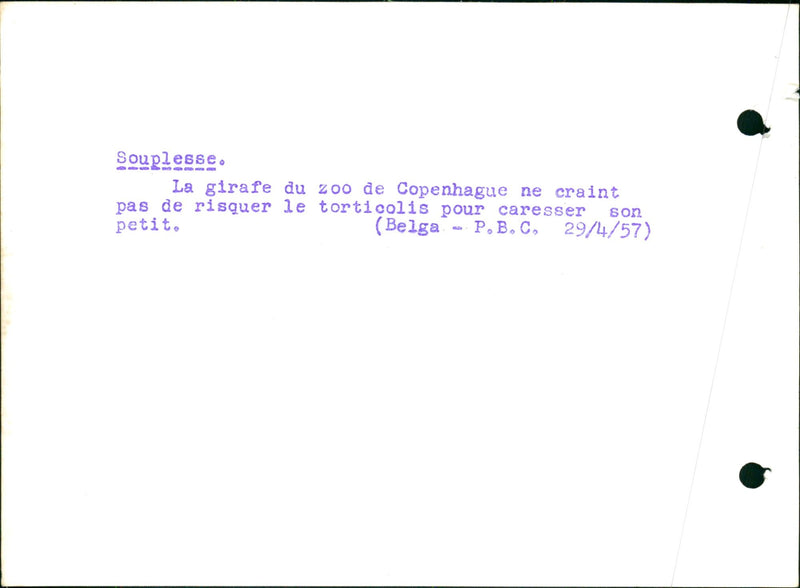 Mother giraffe kissing her young - Vintage Photograph