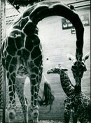 Mother giraffe kissing her young - Vintage Photograph