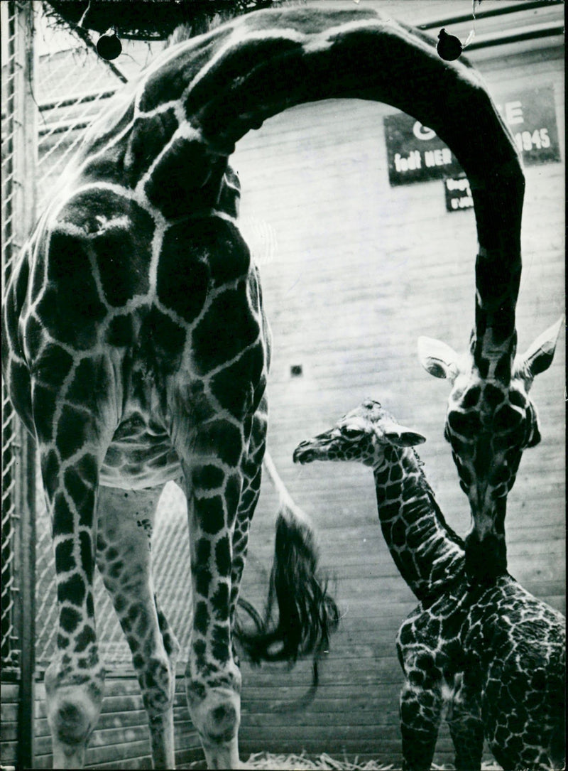 Mother giraffe kissing her young - Vintage Photograph