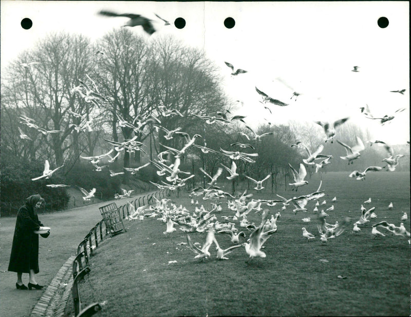 Seagulls in Brussels Park. - Vintage Photograph