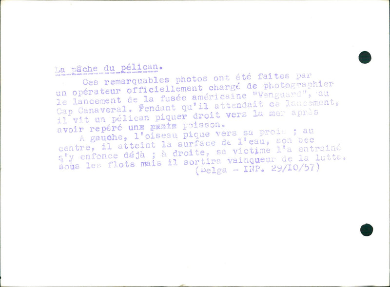 The dive of the pelican. - Vintage Photograph