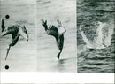 The dive of the pelican. - Vintage Photograph