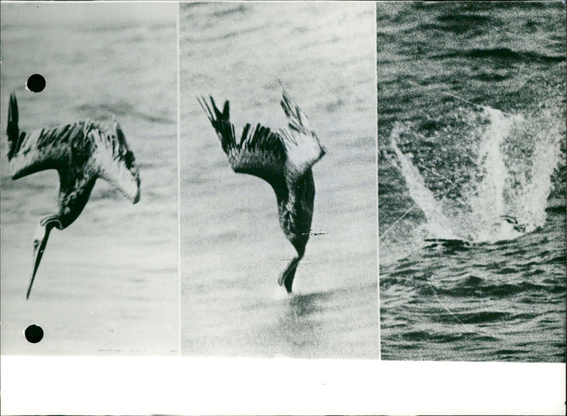The dive of the pelican. - Vintage Photograph