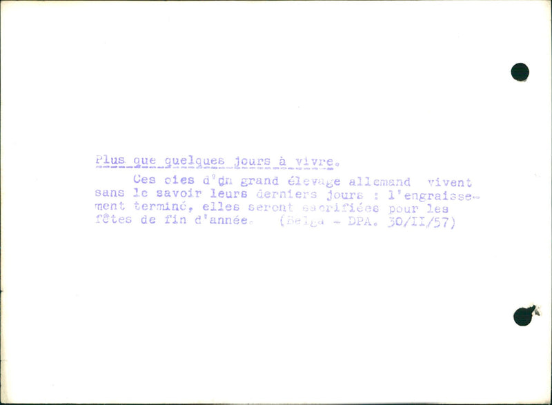 Geese - Vintage Photograph