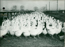 Geese - Vintage Photograph
