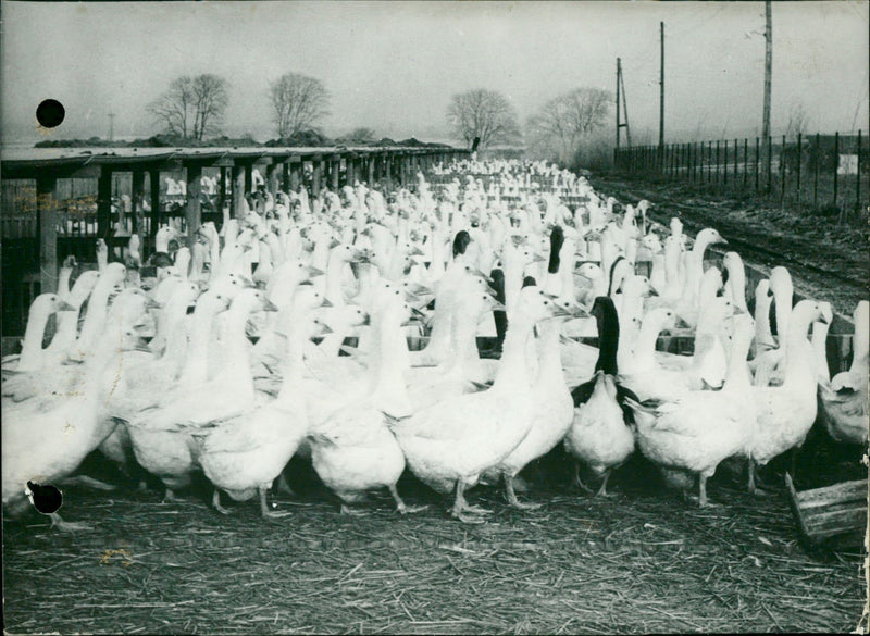 Geese - Vintage Photograph