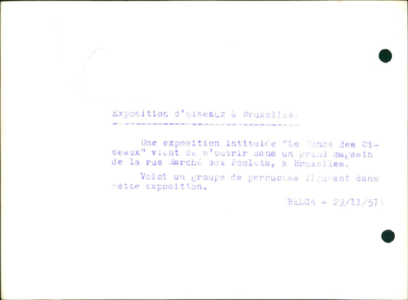 A group of parakeets at a bird exhibition in Brussels - Vintage Photograph