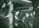 A group of parakeets at a bird exhibition in Brussels - Vintage Photograph