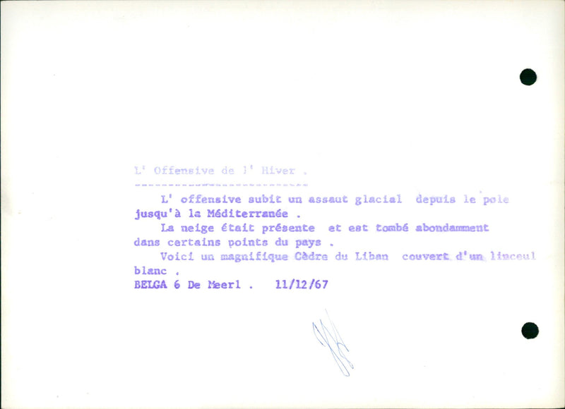 A Lebanese cedar covered in snow - Vintage Photograph