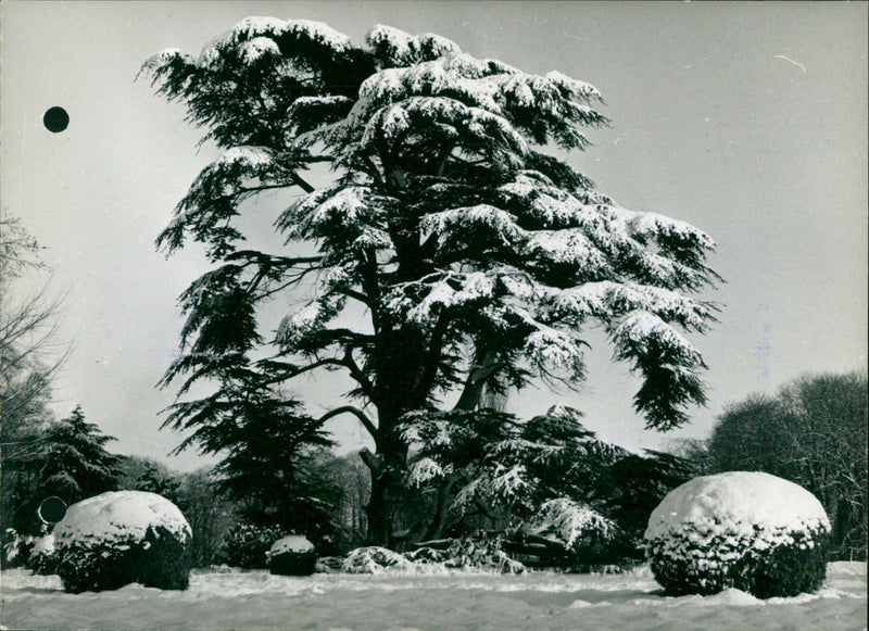 A Lebanese cedar covered in snow - Vintage Photograph
