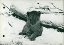Lion Cub in Snow - Vintage Photograph