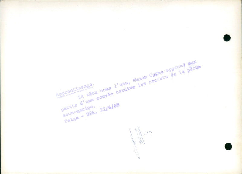 Mother swan learns her little ones how to swim. - Vintage Photograph