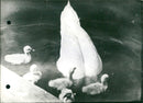 Mother swan learns her little ones how to swim. - Vintage Photograph