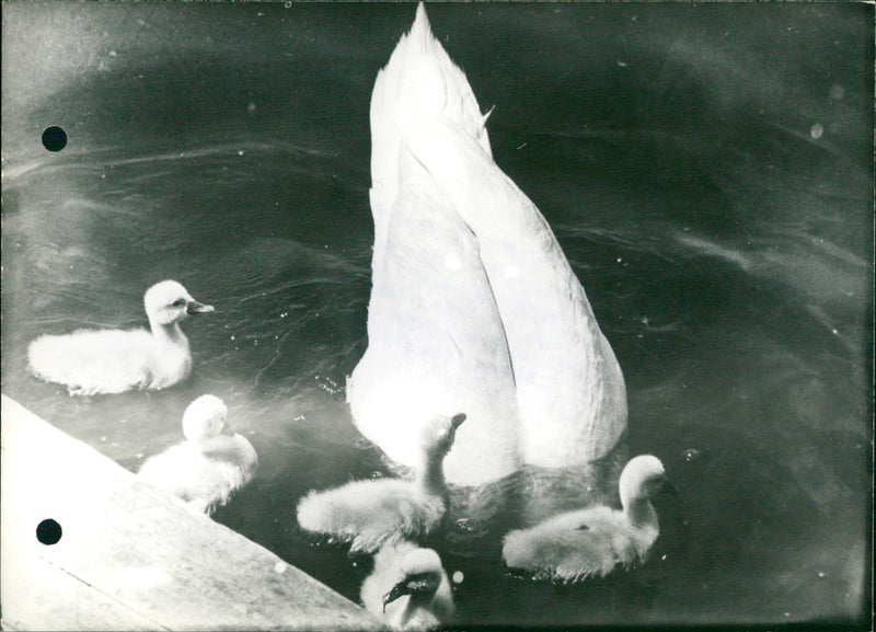 Mother swan learns her little ones how to swim. - Vintage Photograph