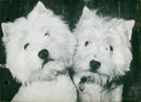 Two Scottish terriers - Vintage Photograph
