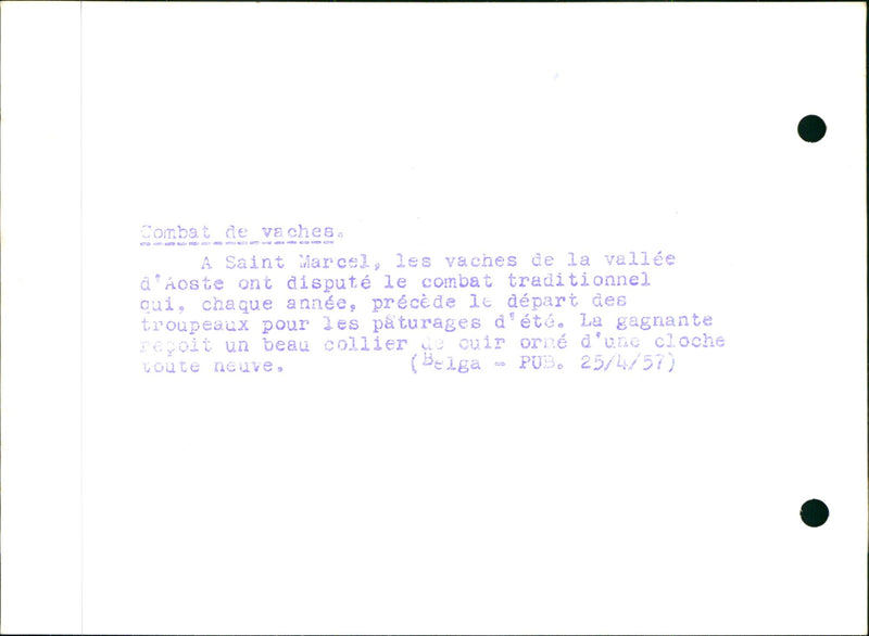 Cow fight in Saint Marcel - Vintage Photograph