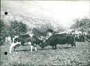 Cow fight in Saint Marcel - Vintage Photograph