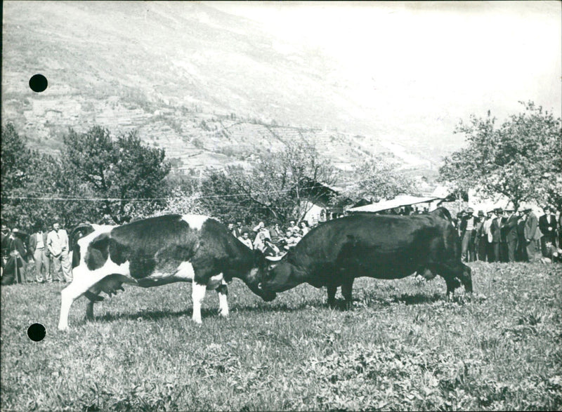 Cow fight in Saint Marcel - Vintage Photograph