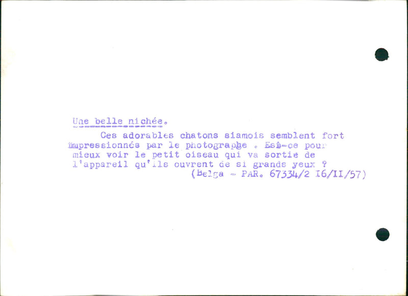 Siamese kittens - Vintage Photograph