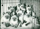 Siamese kittens - Vintage Photograph