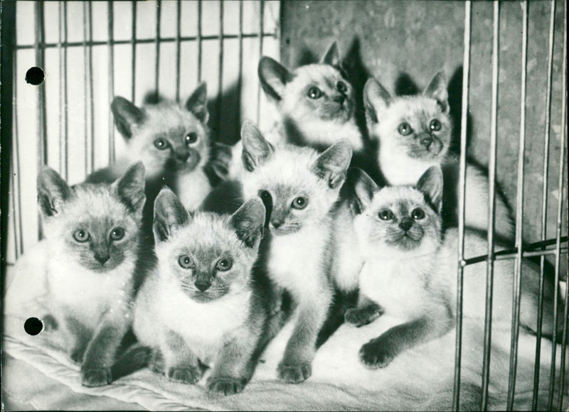 Siamese kittens - Vintage Photograph