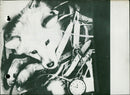 The interplanetary dog - Vintage Photograph