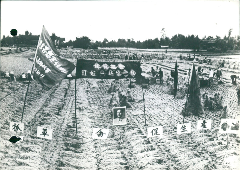 The Cultural Revolution and rice - Vintage Photograph