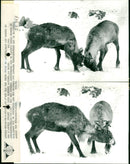 Reindeer in Antwerp zoo enjoy the cold. - Vintage Photograph
