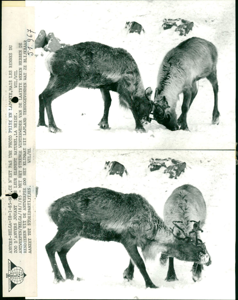 Reindeer in Antwerp zoo enjoy the cold. - Vintage Photograph