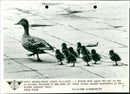 Mother duck with her chicks at the 'Zwin' nature reserve - Vintage Photograph