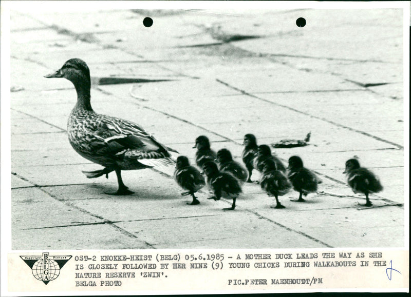 Mother duck with her chicks at the 'Zwin' nature reserve - Vintage Photograph