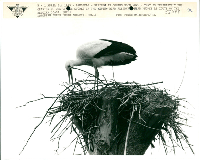 Stork on its nest - Vintage Photograph