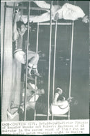 1975 Panamerican Games in Mexico- Boxing - Vintage Photograph