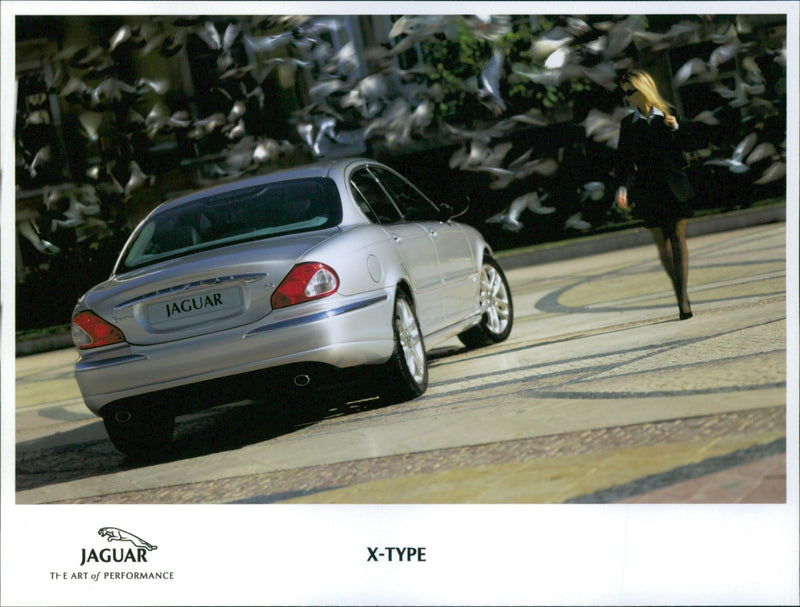 Jaguar - Vintage Photograph