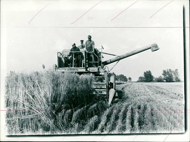 1971 CEREALS HARVEST FNP ECONOMY LLE SIGNATURE AGRICULTURE - Vintage Photograph