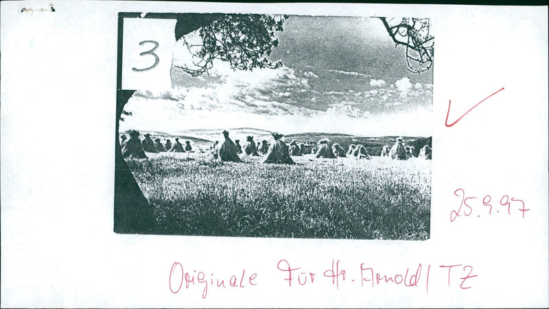 Getreideernte - Vintage Photograph