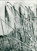 AGRICULTURE CEREALS CEREAL PRODUCTION PEAKED AND CEREA - Vintage Photograph