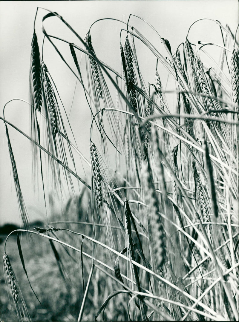 AGRICULTURE CEREALS CEREAL PRODUCTION PEAKED AND CEREA - Vintage Photograph