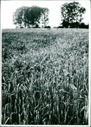 CEREALS AGRICULTURE WEREN PBP POSS PRESS BILD DIPL ING OSCAR - Vintage Photograph