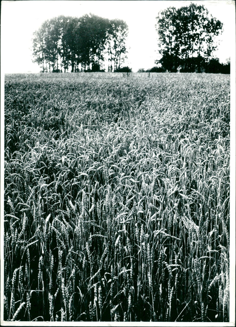 CEREALS AGRICULTURE WEREN PBP POSS PRESS BILD DIPL ING OSCAR - Vintage Photograph
