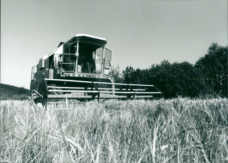Gerstenernte - Vintage Photograph