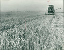 Agriculture grain - Vintage Photograph