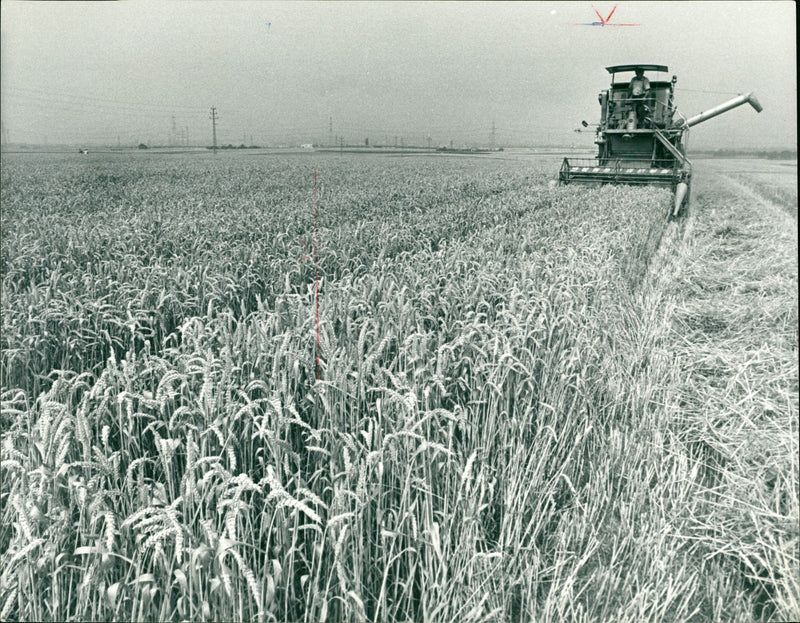 Agriculture grain - Vintage Photograph