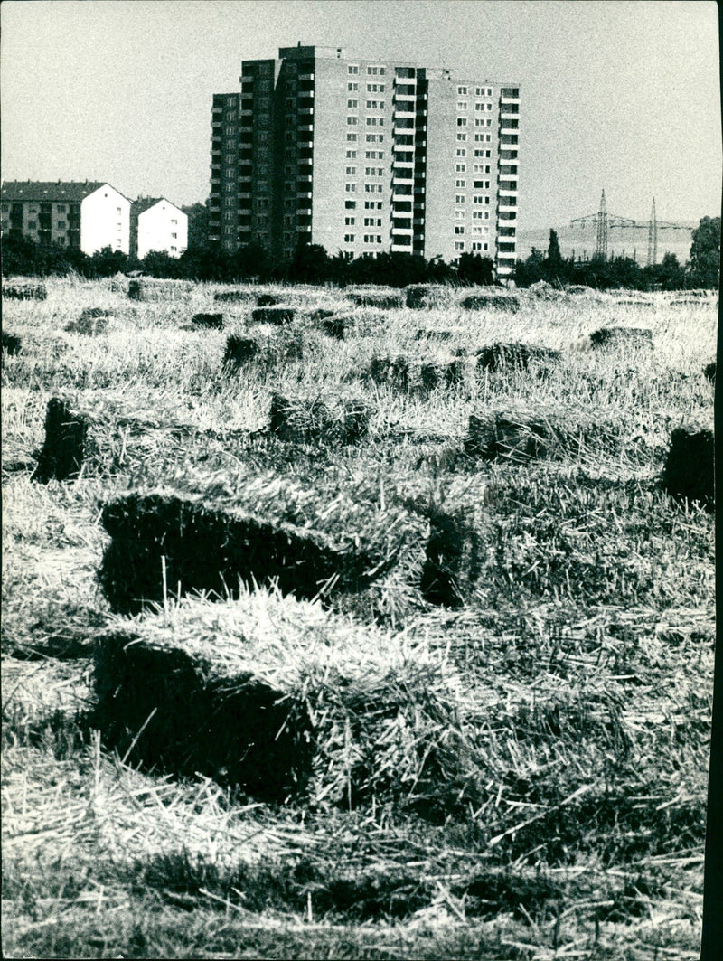 Agriculture grain - Vintage Photograph
