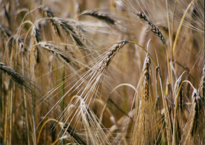 Wheat field - Vintage Photograph