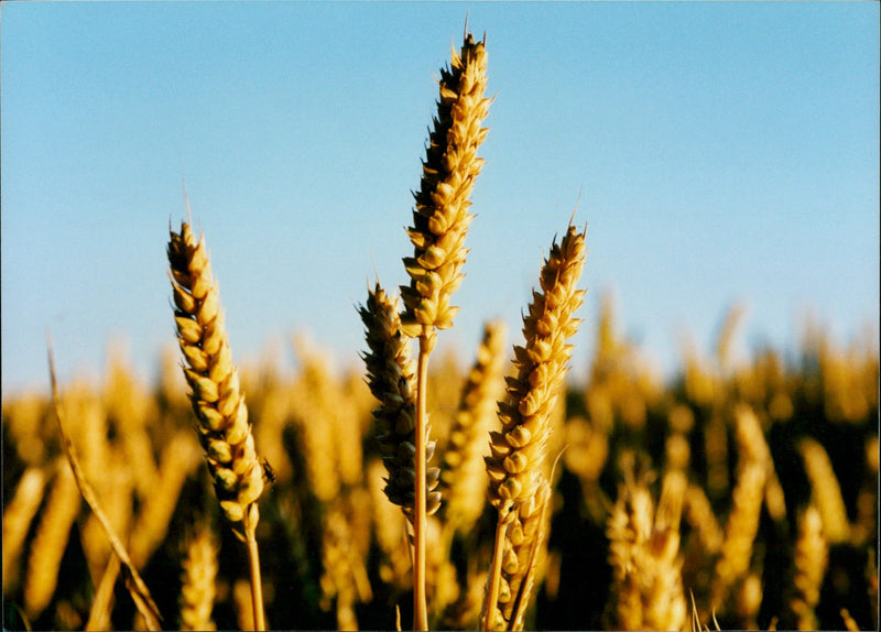 Wheat field - Vintage Photograph