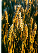 Wheat field - Vintage Photograph